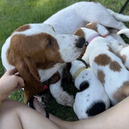 Basset Hound Puppies from Breeze Basset Hounds