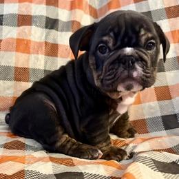 Little Joe - Black tri-color male Bulldog puppy in Granada Hills, California from Bliss Bulldogs