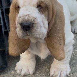 Delta - Lemon and white female Basset Hound puppy in Poplar Bluff, Missouri from Ozarks Bassets