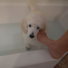Poodle Puppies from Magnificent Standards