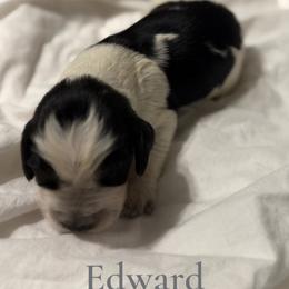 Boy 3 - male English Springer Spaniel puppy in Arcadia, Florida from Redemption Fields Springer Spaniels