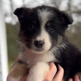 Ranger - Boy 3 - Black tri male Miniature Australian Shepherd puppy in Murfreesboro, Tennessee from Norby's Mini Aussies