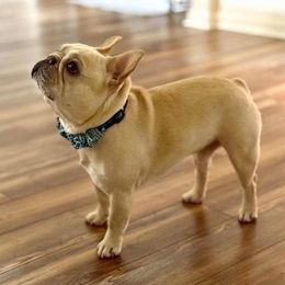 Lance - French Bulldog