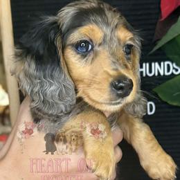 Dachshunds from Heart of Honey Miniature Dachshunds