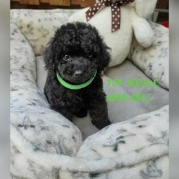 Conor - Black male Poodle puppy in Oceanside, New York from Anastasia Poodles