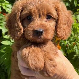 June - Red female Cavapoo puppy in Tucson, Arizona from Adored Poodle & Doodles