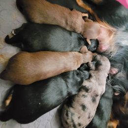 Dachshund Puppies from Ballad of Dachshunds