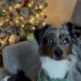 Australian Shepherd, Miniature American Shepherd, and Miniature Australian Shepherd All Grown Up from Spirited Aussies