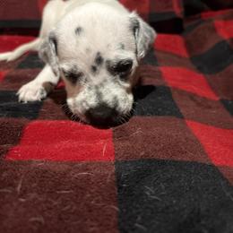 Nick Jonas - White and black male Dalmatian puppy in Fort Cavasos, Texas from Mainstreet Dalmation