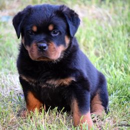 Rottweilers from El Jefe Rottweilers