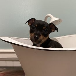 Black tri tuxedo - Black and white female Teddy Roosevelt Terrier puppy in Russellville, Kentucky from Mud-E Acres Kennel