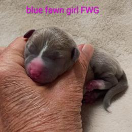 Girl 1 - Blue fawn female Italian Greyhound puppy in Babson Park, Florida from Quality Italian Greyhounds