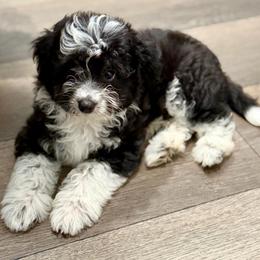 Blue collar toy - Black tri-color male Aussiedoodle puppy in 32046, Florida from River Hill Ranch