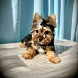 Male - Black and tan Yorkshire Terrier puppy in San Jose, California from Precious Yorkies