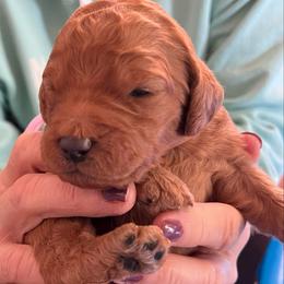 Ruby - Red female Labradoodle puppy in Kimball Township, Michigan from Kelly’s Doodles