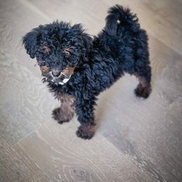 Thomas - Phantom male Poodle puppy in Caldwell, Idaho from Boise Doodle Co.