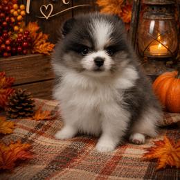 Pete - Blue parti male Pomeranian puppy in Sandia, Texas from Broken Arrow Poms