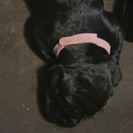 Felise - Black female Giant Schnauzer puppy in Bessemer, Alabama from The Copper Cottage Canines
