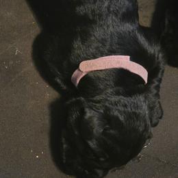Felise - Black female Giant Schnauzer puppy in Bessemer, Alabama from The Copper Cottage Canines