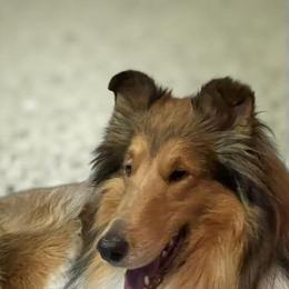 Pebbles - Collie