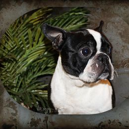 Froggie - Boston Terrier