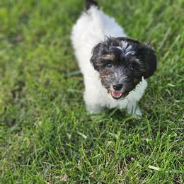 Coton de Tulear Puppies from Jac Be Nimble Cotons