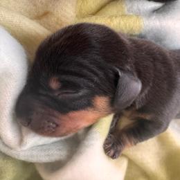 Roscoe - Black and tan male Dachshund puppy in Wallingford, Kentucky from Hensley Homestead Dachshunds