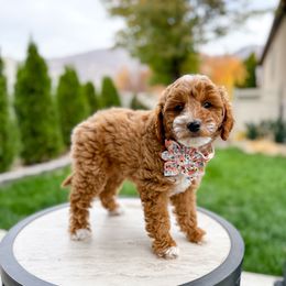 Lainey Wilson - Red  female Goldendoodle puppy in Farmington, Utah from Happy Day Doodles