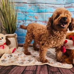 Maci - Poodle
