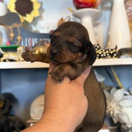 Neville - Red male Dachshund puppy in Deming, New Mexico from FoxieDoxies of New Mexico