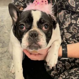 French Bulldog All Grown Up from Sweetheart French Bulldogs