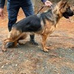 Lady - German Shepherd