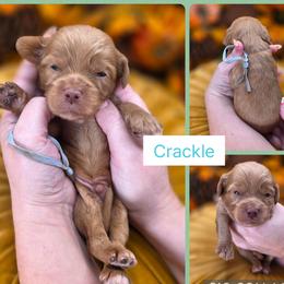 Crackle - Apricot male Goldendoodle puppy in Decatur, Tennessee from Diamond's Doodles