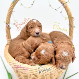 Goldendoodle puppies from Cynology Doodles