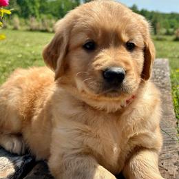 Boomer - Golden male Golden Retriever puppy in Doniphan, Missouri from Stockford’s Golden Retrievers
