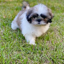 Shih Tzu Puppies from Willow Lane Shih Tzus