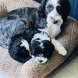 Sheepadoodle Puppies from Downriver Doodles