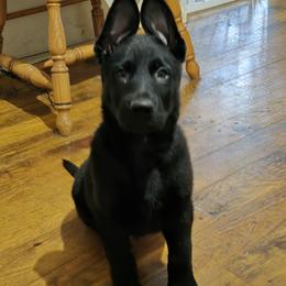 ARKAN - Black male German Shepherd puppy in West Plains, Missouri from Von Forester German Shepherds