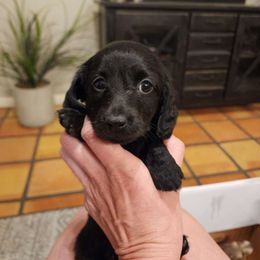 June solid black - Black Dachshund puppy in Lindsay, California from Lazy K&M Dachshunds