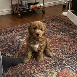 Goldendoodle and Golden Retriever Puppies from Utah Goldens