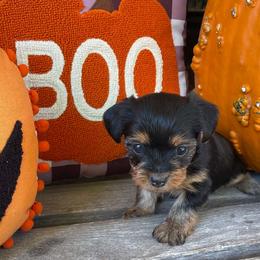 Willow - female Yorkshire Terrier puppy in Dexter City, Ohio from Harriman's Yorkshire Terriers