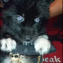 Siberian Husky Puppies from Blue Moon Siberian Husky Haven