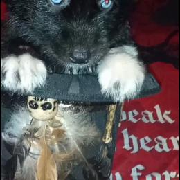 Siberian Husky Puppies from Blue Moon Siberian Husky Haven
