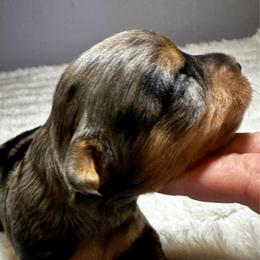 Jeep - Blue merle male Bernedoodle puppy in Horseshoe Bend, Idaho from Over the Moon Poodles and Doodles