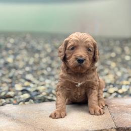 Rookie - Red  male Goldendoodle puppy in Twin Falls, Idaho from Magic Valley Family Doodles