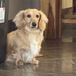 Lemon - Dachshund