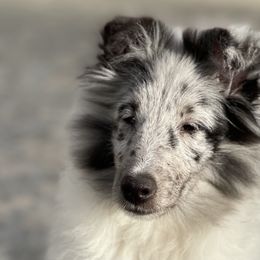 Shetland Sheepdog Puppies from Cielito Lindo Shelties