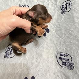 Sable - Liver female Miniature Schnauzer puppy in Kaufman, Texas from KK’s Krazy Kennels