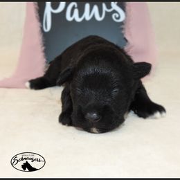 AKC 25027 - Black male Miniature Schnauzer puppy in Mount Airy, Georgia from Miniature Schnauzers GA, LLC
