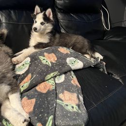 Boy 1 - Pomsky puppy in Milan, Michigan from ASC Pomsky
